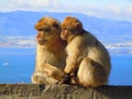 Two monkeys sitting on wall holding hands