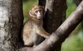 Baby Barbary Macaque Royalty Free Stock Photo