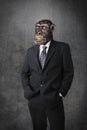 Monkey businessman Royalty Free Stock Photo