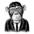 Monkey businessman in suit, tie, rectangular glasses. Vintage black engraving