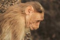 Monkey busy in thoughts Royalty Free Stock Photo