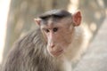 Monkey busy in thoughts Royalty Free Stock Photo
