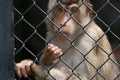 Monkey in the cage