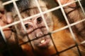 Monkey cage Royalty Free Stock Photo