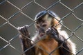 Monkey in the cage Royalty Free Stock Photo