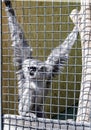 Monkey in a cage, animal in zvirinets Royalty Free Stock Photo