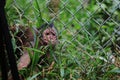 A monkey in a cage that does not look to happy at something outside Royalty Free Stock Photo