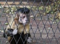 Monkey in cage Royalty Free Stock Photo