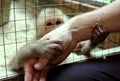 Monkey in a cage hugs a person& x27;s hand outside the cage. A man& x27;s hand Royalty Free Stock Photo