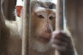 Monkey in cage Royalty Free Stock Photo