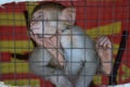Monkey in the cage