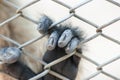 Monkey in cage Royalty Free Stock Photo