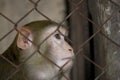 monkey in a cage Royalty Free Stock Photo