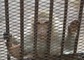 Monkey in a cage with sad eyes Royalty Free Stock Photo
