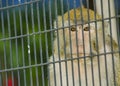 A Monkey in a cage Royalty Free Stock Photo