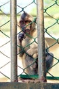 Monkey in a cage Royalty Free Stock Photo