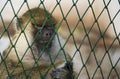 Monkey in a cage at the Zoo, Brasov Royalty Free Stock Photo