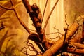 A monkey, callithrix jacchus, climbing on a tree and watching Royalty Free Stock Photo