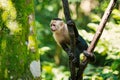 Monkey capuchin sitting on tree branch in rainforest of Honduras