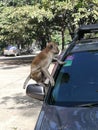 monkey on car