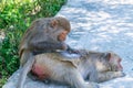 A monkey caring for another monkey in the park