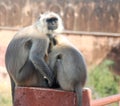 A monkey caring to eachother