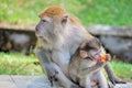 Monkey caring for it's young