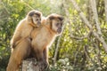 Monkey carrying his cub on the back Royalty Free Stock Photo