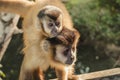 Monkey carrying his cub on the back Royalty Free Stock Photo