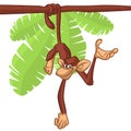 Cartoon Monkey Chimpanzee Hanging  On Wood Branch Royalty Free Stock Photo