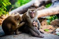 Monkey catching insects in the fur of family members in Phuket. Thailand. Macaca leonina. Northern Pig-tailed Macaque Royalty Free Stock Photo