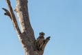 Monkey Chacma Baboon family, Africa safari wildlife and wilderness Royalty Free Stock Photo