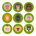 Monkey character animal different breads wild zoo ape chimpanzee vector illustration. Royalty Free Stock Photo