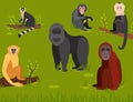 Monkey character animal different breads wild zoo ape chimpanzee vector illustration. Royalty Free Stock Photo