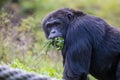 A monkey chewing a fresh parsley