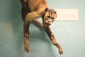 Monkey Royalty Free Stock Photo