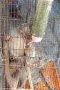 monkey child in cage, looking sad Royalty Free Stock Photo