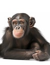 Young Chimpanzee, Simia troglodyte sitting in front of white background. generative ai Royalty Free Stock Photo