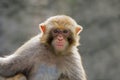 Monkey, China Royalty Free Stock Photo