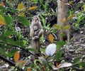 Monkey, China