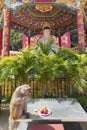 Monkey in Chinese temple in Hong Kong, China Royalty Free Stock Photo