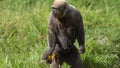 Monkey Chorongo standing on its two legs in a green field. Common names: Woolly monkey, Chorongo monkey. Scientific name: