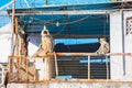 Monkey in the city - gray langurs (Semnopithecus dussumieri) on rooftop