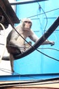 Monkey in the city, urban animals monkey photography Royalty Free Stock Photo