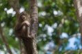 Monkey climb the tree Royalty Free Stock Photo