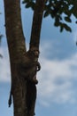 Monkey climb the tree Royalty Free Stock Photo