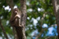 Monkey climb the tree Royalty Free Stock Photo