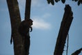 Monkey climb the tree in silhouette Royalty Free Stock Photo