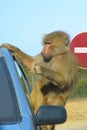 The monkey climbed onto the car door