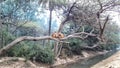 Monkey Climbed On A Tree Branch In A Forest Of India. Fog Environment.